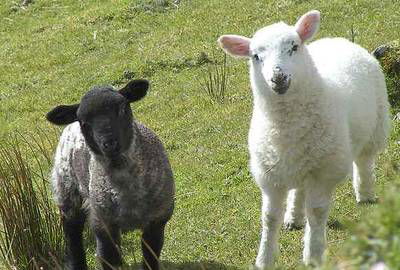 Sample image from Sheep Detection