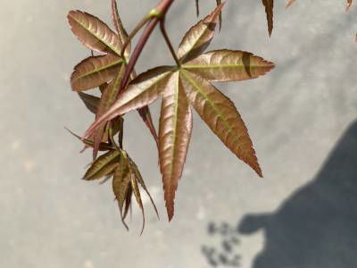 Sample image from Urban Street: Leaf Classification