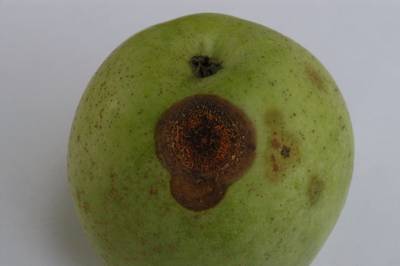 Sample image from Disease Detection in Fruit Images