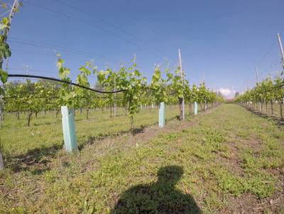 Sample image from Vineyard Rows