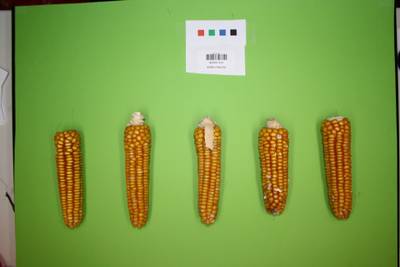 Sample image from Maize Cobs