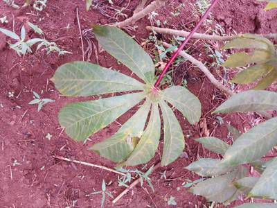 Sample image from Makerere University Cassava