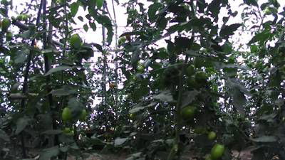 Sample image from AgRobTomato Dataset