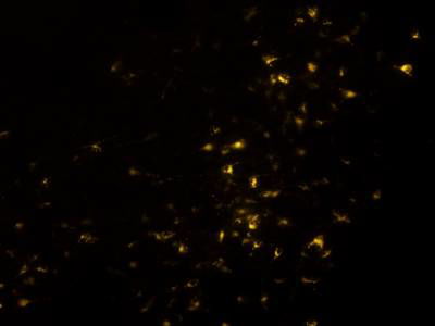 Sample image from Fluorescent Neuronal Cells