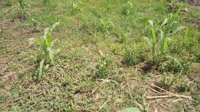 Sample image from Maize-Weed Image