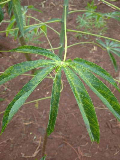 Sample image from Makerere University Cassava