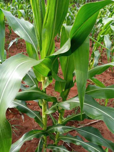 Sample image from KaraAgro AI Maize