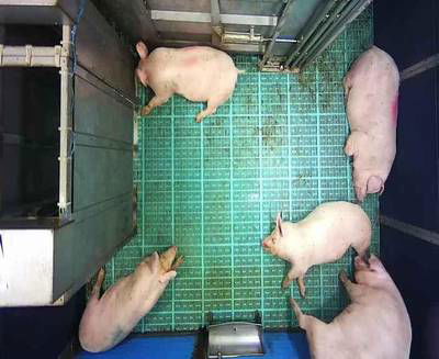 Sample image from Automatic Monitoring of Pigs