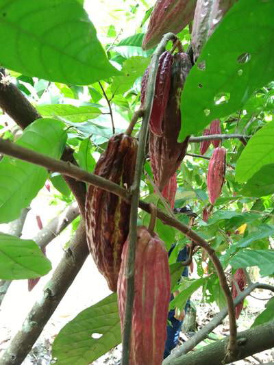 Sample image from Cocoa Diseases