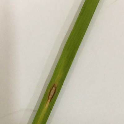 Sample image from Rice Disease