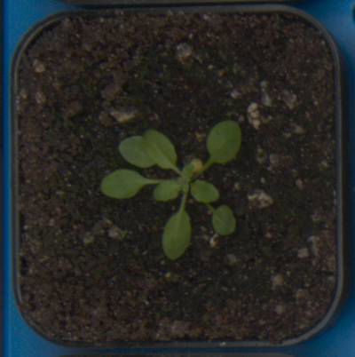 Sample image from Plant Growth Segmentation