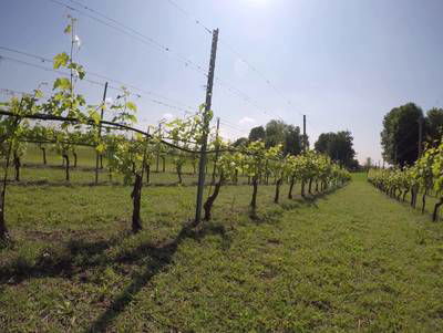 Sample image from Vineyard Rows