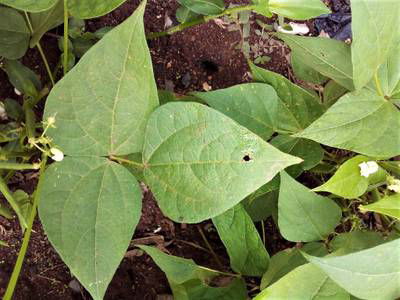 Sample image from Makerere University Beans