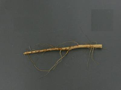 Sample image from Alfalfa Roots