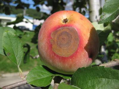 Sample image from Disease Detection in Fruit Images