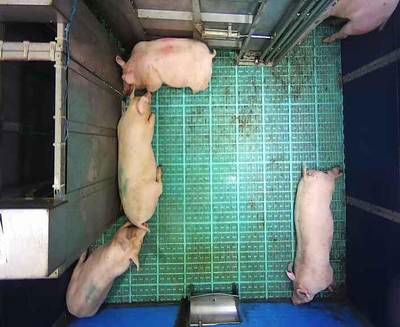 Sample image from Automatic Monitoring of Pigs