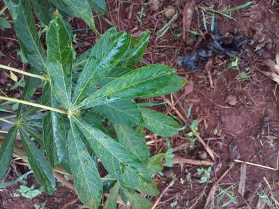 Sample image from Makerere University Cassava