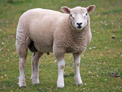 Sample image from Sheep Detection