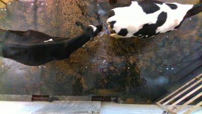 Sample image from Cows2021