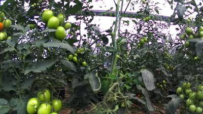 Sample image from AgRobTomato Dataset