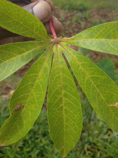 Sample image from Makerere University Cassava