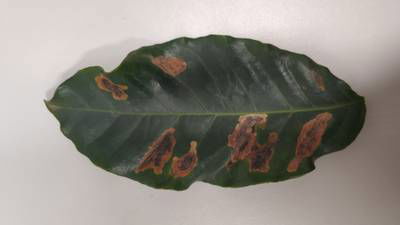 Sample image from Rust and Leaf Miner in Coffee Crop