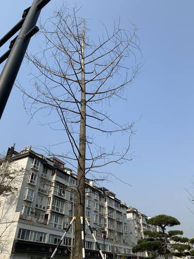 Sample image from Urban Street: Branch