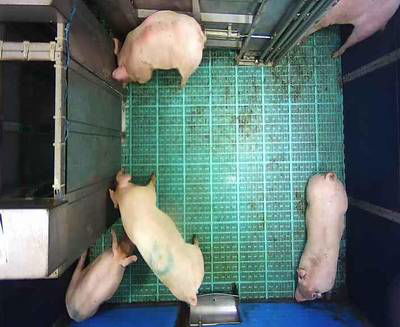 Sample image from Automatic Monitoring of Pigs