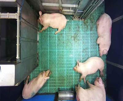 Sample image from Automatic Monitoring of Pigs