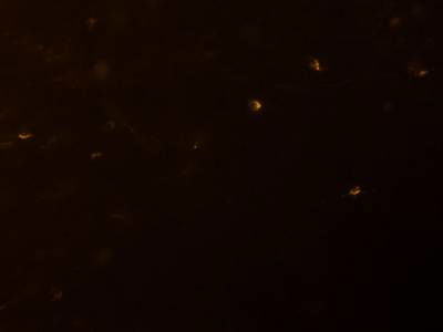 Sample image from Fluorescent Neuronal Cells