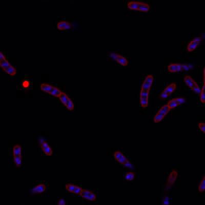 Sample image from DeepBacs E. Coli