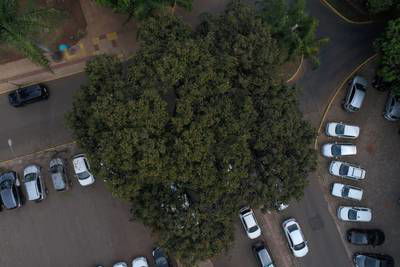 Sample image from Tree Species Detection