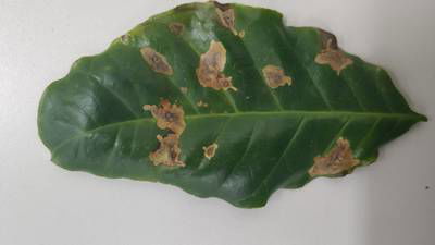 Sample image from Rust and Leaf Miner in Coffee Crop