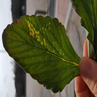 Sample image from Strawberry Disease Detection