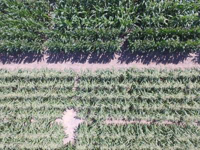 Sample image from Maize Tassel Detection