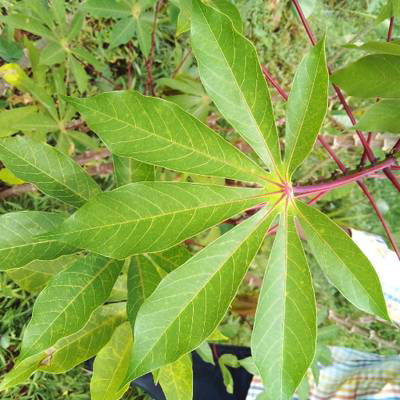 Sample image from Makerere University Cassava