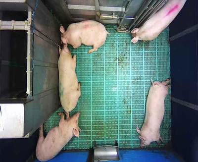 Sample image from Automatic Monitoring of Pigs