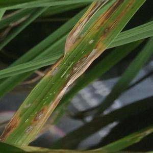 Sample image from Rice Disease