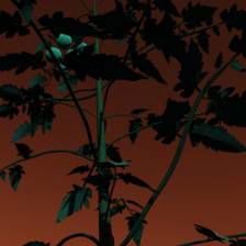 Sample image from Synthetic Plants